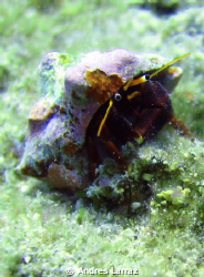 HERMIT CRAB. 1 " long by Andres Larraz 